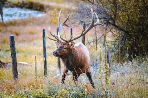 Elk Rut In Estes Park How To Have The Best Elktober Escape