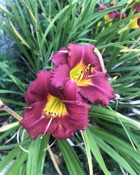 Purple Daylily Hemerocallis Purple D Oro A Purple And Flickr