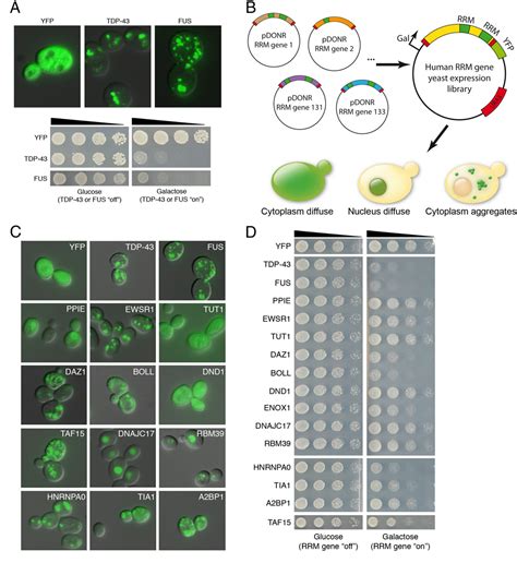 Figure From A Yeast Functional Screen Predicts New Candidate Als