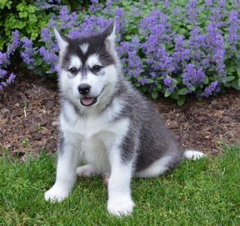 Alaskan Malamute Puppies For Sale Seattle Wa 199851