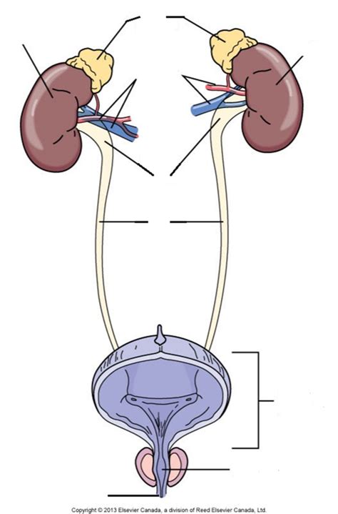 Diagram Of HCA 201B Urinary System Diagram Quizlet