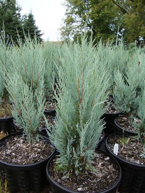 Evergreen Shrubs Juniperus Scopulorum Wichita Blue Wichita Blue Juniper Baker Lake Nursery