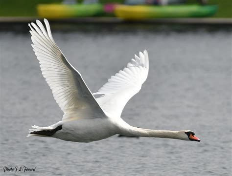 Cygne Tubercul Cygnus Olor Le Vol Le Cygne Tubercul Flickr