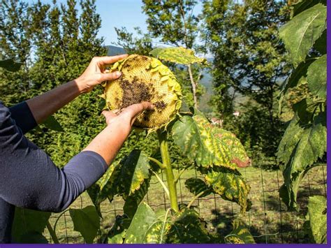 Harvesting Sunflower Seeds - How & When to Harvest Sunflower Seeds ...