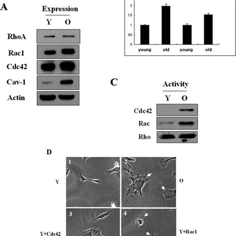 Focal Adhesion Formation In Young And Senescent Cells A Focal