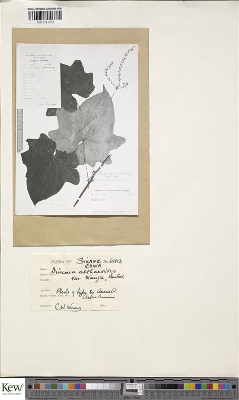 Dioscorea Althaeoides Rknuth Plants Of The World Online Kew Science