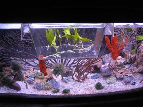 starting a dwarf seahorse tank | Saltwaterfish.com Forums for Fish Lovers!