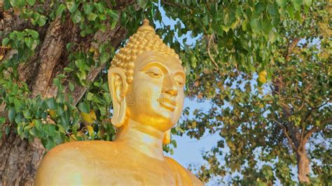 Golden Buddha Statue Under the Bodhi Tree Stock Footage - Video of gold ...