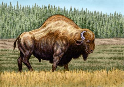 Bison antiquus by WillemSvdMerwe on DeviantArt