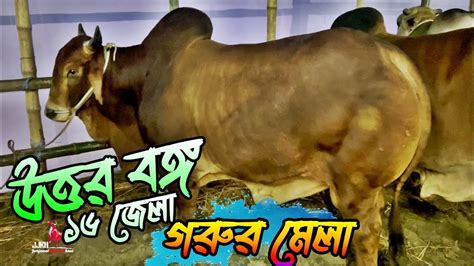 বগুরায় অনুষ্ঠিতো উত্তরবঙ্গ ১৬ জেলার গরুর মেলার গরু গুলো বৃস্টির রাতে