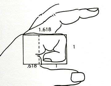 Fibonacci Sequence Human Body