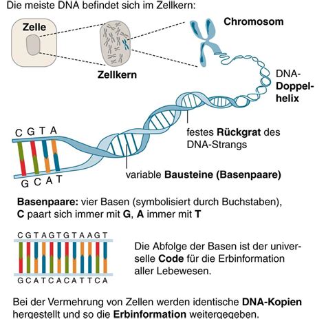 Gentransfer Finden Zwischen Verschiedenen Arten Statt Welt