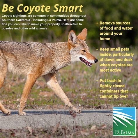 Coyote Information La Palma Ca Official Website