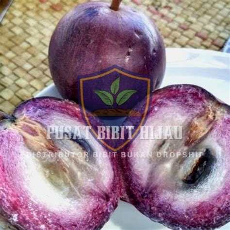 Jual Bibit Buah Tanaman Pohon Kenitu Ungu Shopee Indonesia