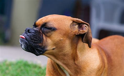 10 choses que les chiens détestent