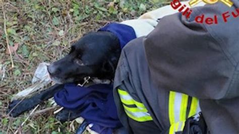 Cane Precipita In Una Camera Sotterranea Piena Di Acqua Gelida Salvato