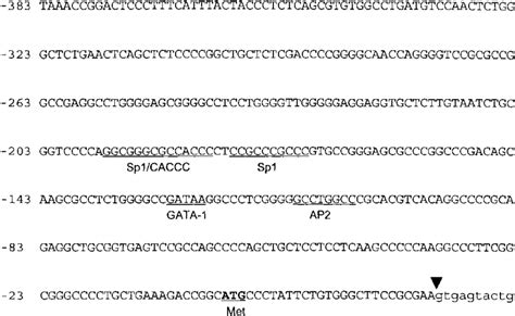 The 5 Flanking Genomic DNA Sequence The Nucleotide Sequence Of The 5