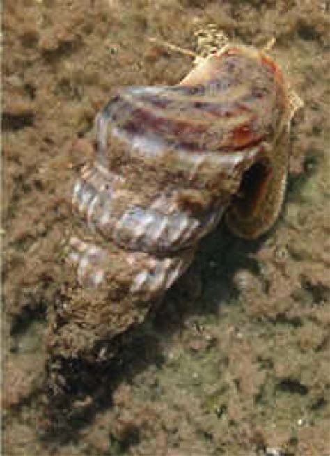 Mangrove Forest Florida Everglades Coffee Bean Snail Melampus Coffeus