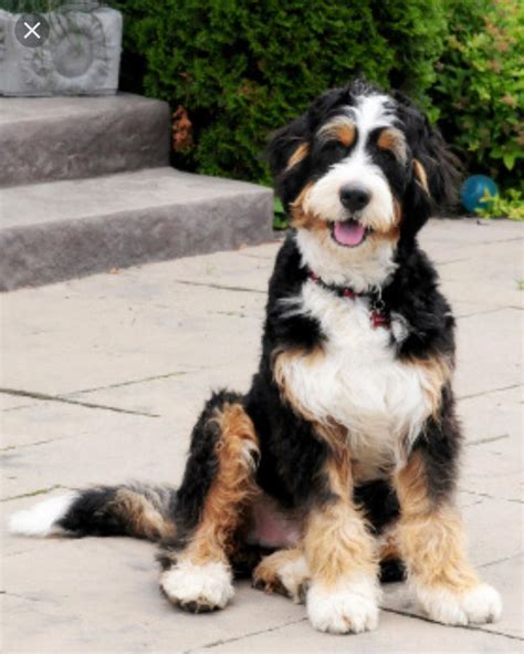 Standard Bernedoodle Puppies California