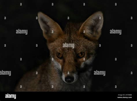 Closeup Of A Beautiful Red Sly Fox With Big Ears On A Blurry Black