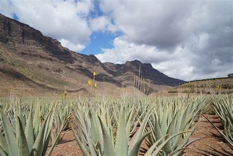 Finca Canarias Aloe Vera Fataga AGGIORNATO 2020 Tutto Quello Che C