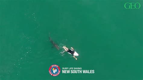 Environnement Les Images Impressionnantes D Un Grand Requin Blanc S