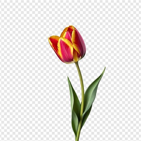 Flor De Tulipa Png Isolada Em Fundo Transparente PSD Premium Gerado