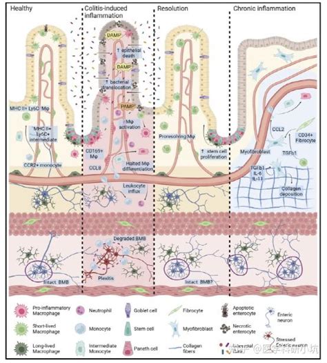 Macrophages In The Gut Masters In Multitasking