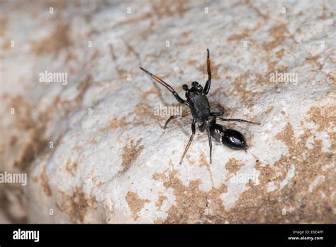 Jumping Spider Mimicry Ameisen Springspinne Ameisenspringspinne