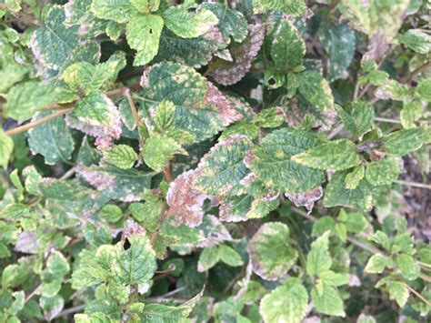 Lsu Garden News Whats Eating Your Lantana Chances Are Its Lace Bugs