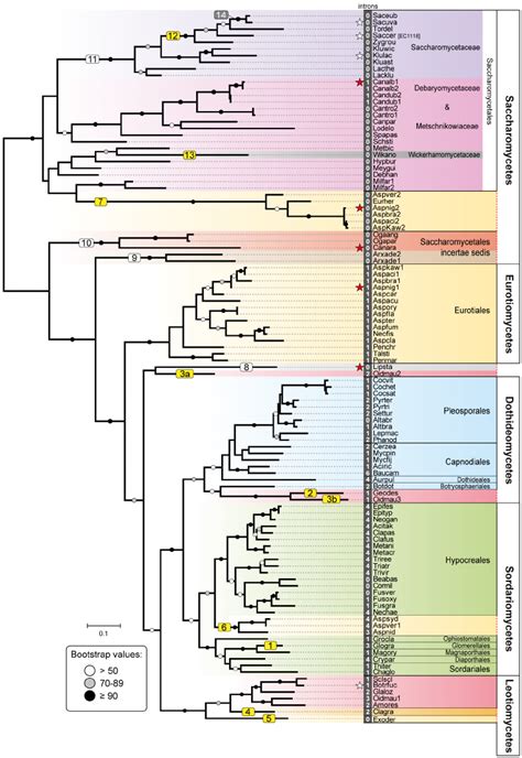 Phylogeny Of Fsy Transporters Phylogeny Based On The Amino Acid