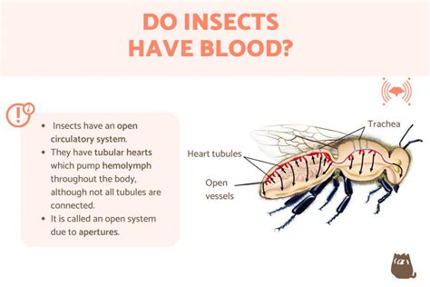 Do Insects Have Blood Insect Circulatory System