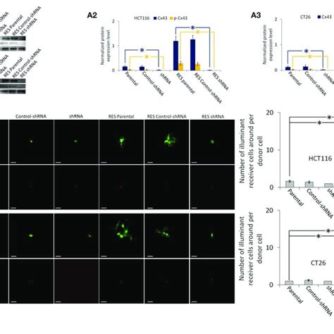 Cx43 Expression And Gj Function Of Hct116 And Ct26 Cells Including Download Scientific