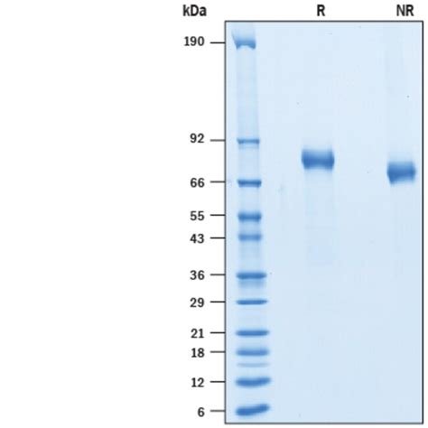 R D Systems Recombinant Human Erbb Her His Tag Protein G