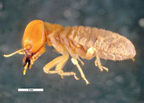 Termite Types And Pest Species In Australia Rentokil Australia