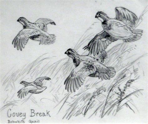 Quail Flying Drawing Google Search Tegninger