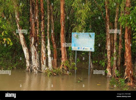 Flooded Mangroves In The Northern Beaches Suburb Of Holloways Beach In