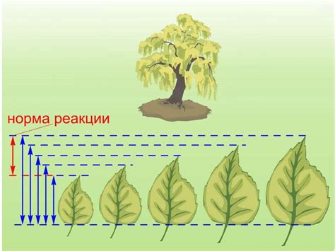 Выявление закономерностей модификационной изменчивости - презентация онлайн
