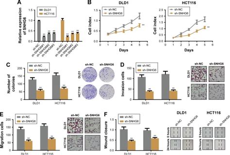 Long Noncoding Rna Snhg Promotes The Progression Of Colorectal Cancer