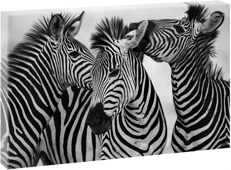 Amazon De Querfarben Bild Auf Leinwand Zebras 120 X 80 Cm SW