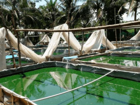 How To Start Spirulina Cultivation Commercially For Beginners In India