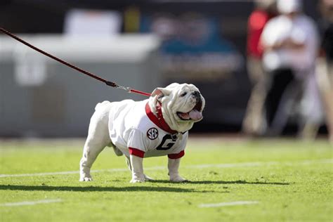 The Top 10 Mascots in College Sports