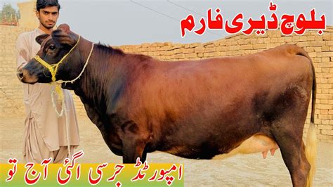 Baloch Dairy Farm World Record Jersey Cow For Sale In Punjab Pakistan