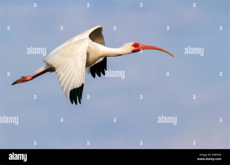 Flying ibis hi-res stock photography and images - Alamy