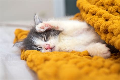 Pet Endoscopy: Gastrointestinal Exams in Parker, CO - Inspire Animal