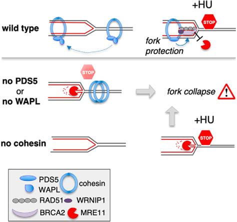 Pds Proteins Are Required For Proper Cohesin Dynamics And Participate