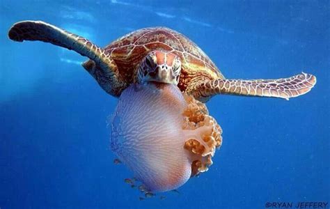 Sea Turtle Eating Jellyfish Sea Turtle Ocean Animals Turtle