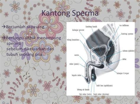 Sistem Reproduksi Manusia