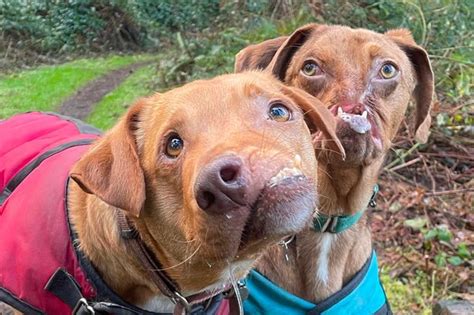 Two Adorable Dogs With Severe Facial Deformities Become Inseparable