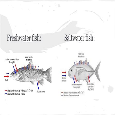 What Is The Difference Between Freshwater And Seawater Fish